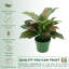 Faux rose et vert Dieffenbachia