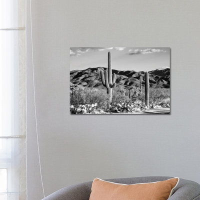 Black Arizona Series - Tucson Desert Cactus - Wrapped Canvas Print