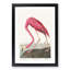 Pink Flamingo by John Audubon - Picture Frame Painting Print-55584062-55584063