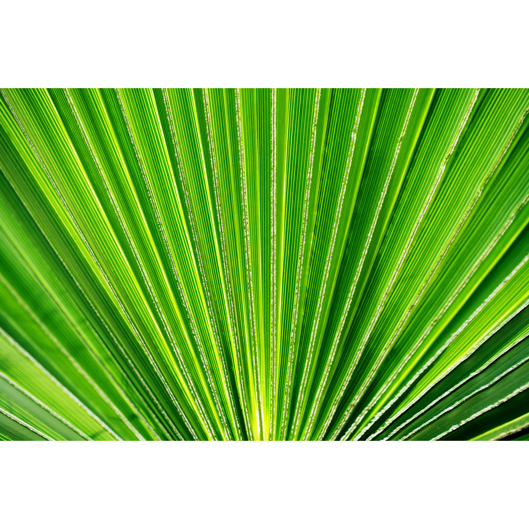 Green Palm Leaf von Aleksle - Kunstdrucke auf Leinwand ohne Rahmen