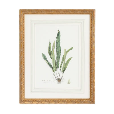 Curtis Ferns IV Print