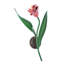 Tulip 1 - Light Wallchiere