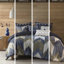 Édredon double - coton imprimé bleu marine, intérieur, 2 taies décoratives incluses pour une superbe aventure en coton, rembourré, imprimé, assorti-122450178-122450179