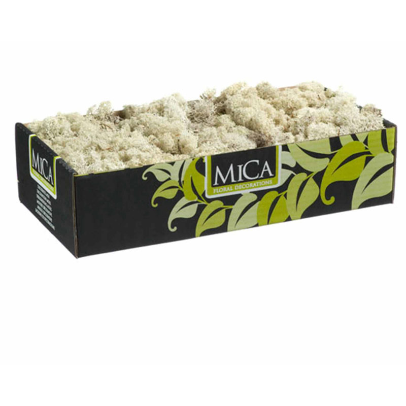 9.3cm Moss Plant in Planter, Beige