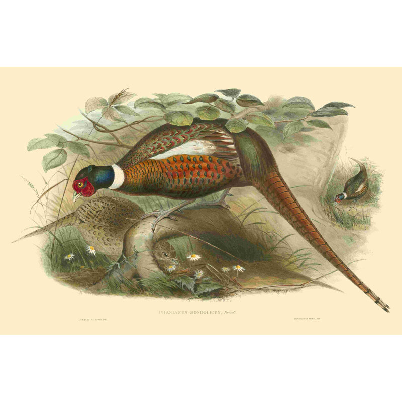 Les faisans de Gould II, H 12 po x l 18 po