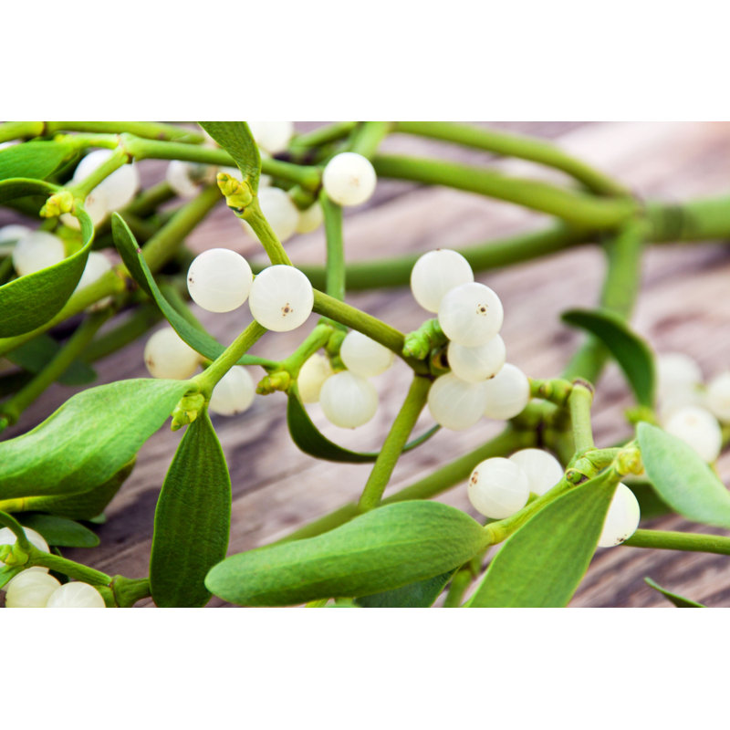 «Mistletoe Plant» par Santje09 - Photographie sur toile tendue, L 12 po x H 8 po