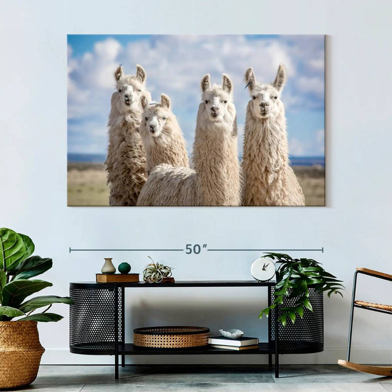 Fluffy White Llamas, 34" H x 51" W