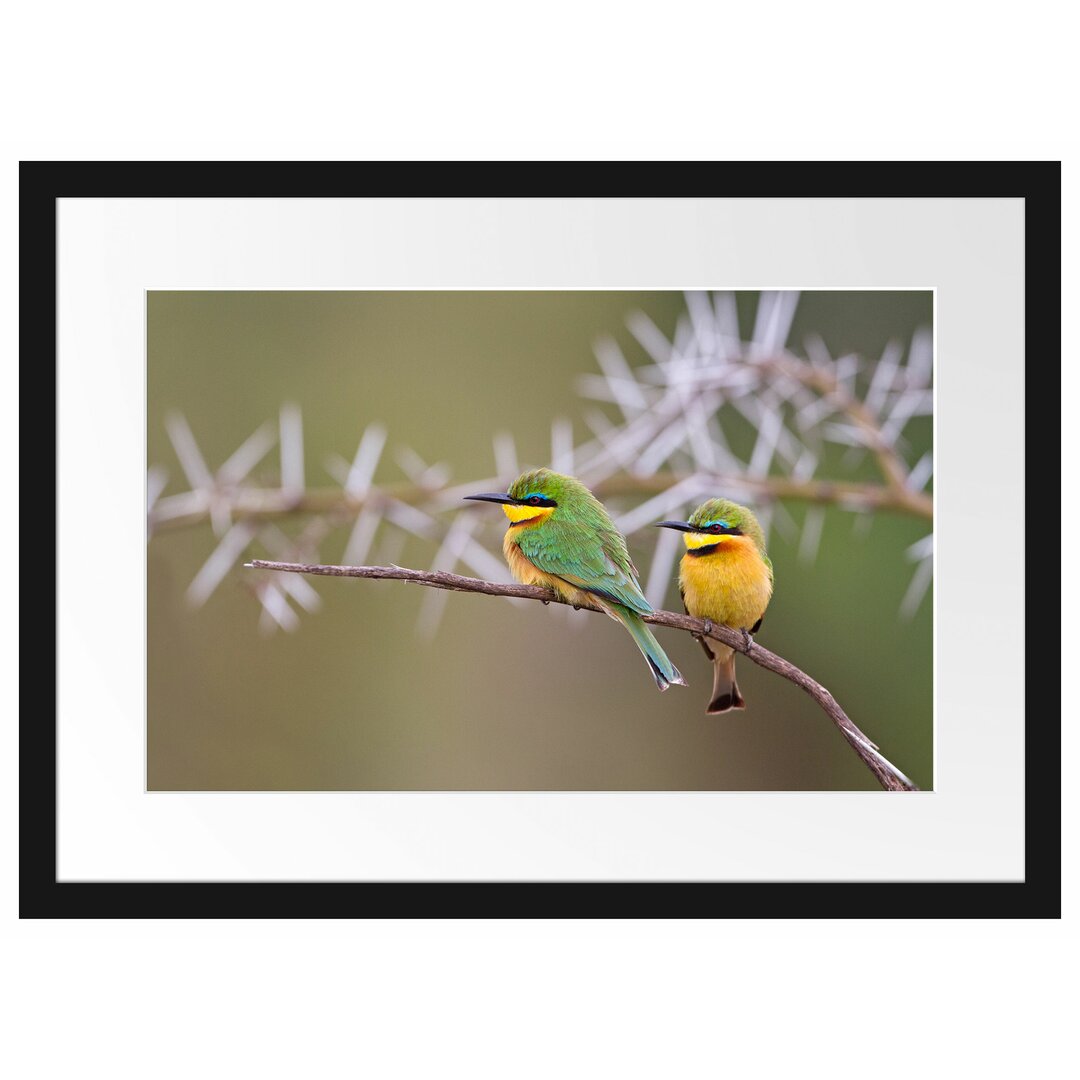 Gerahmtes Papierbild - Fotografie „Birds on a Branch”