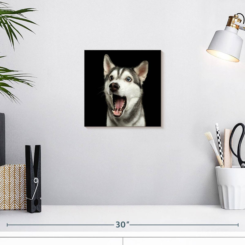 Brampt Surprised Siberian Husky, 10" H x 10" W
