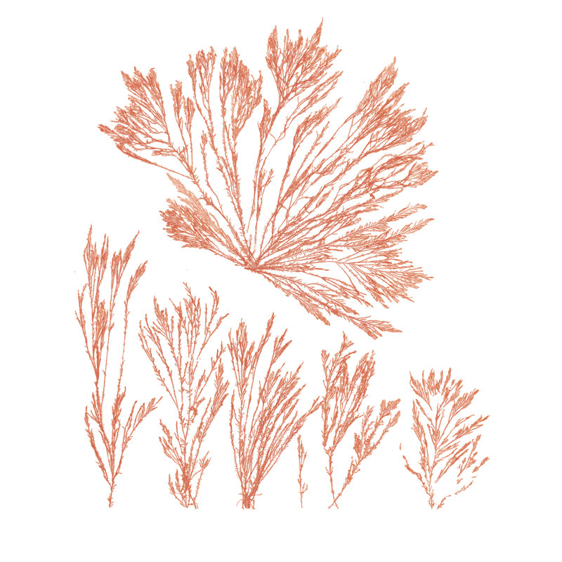 Pacific Sea Mosses XXI Sq by Wild Apple Portfolio - Wrapped Canvas Painting, 91cm H x 91cm W