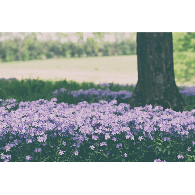 " Phlox In The Shade ", 8" H x 12" W, No, Wrapped Canvas