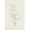«August Branch II» par Silvia Vassileva - reproduction de dessin