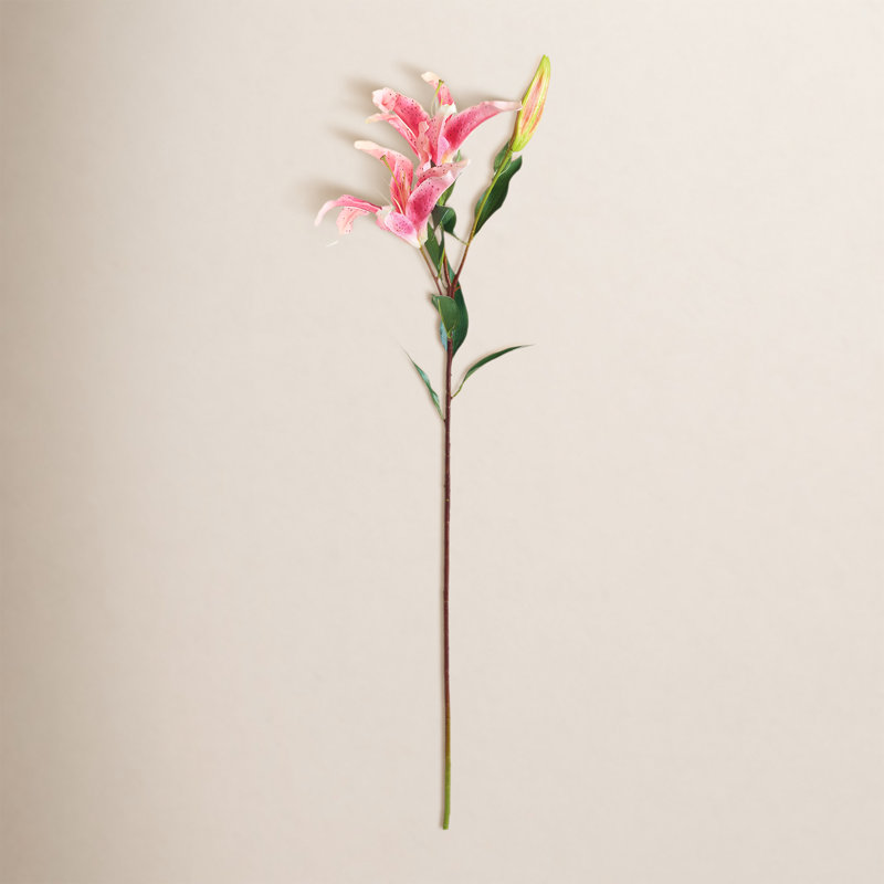 LILY STEM 37 "