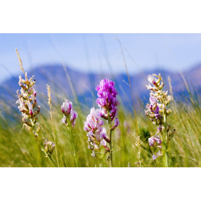 Wildflowers by SWKrullImaging - Wrapped Canvas Print