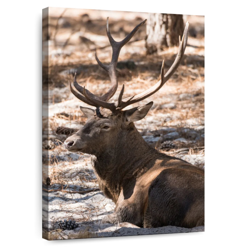 Wapiti de Brampt, H 39 po x l 26 po