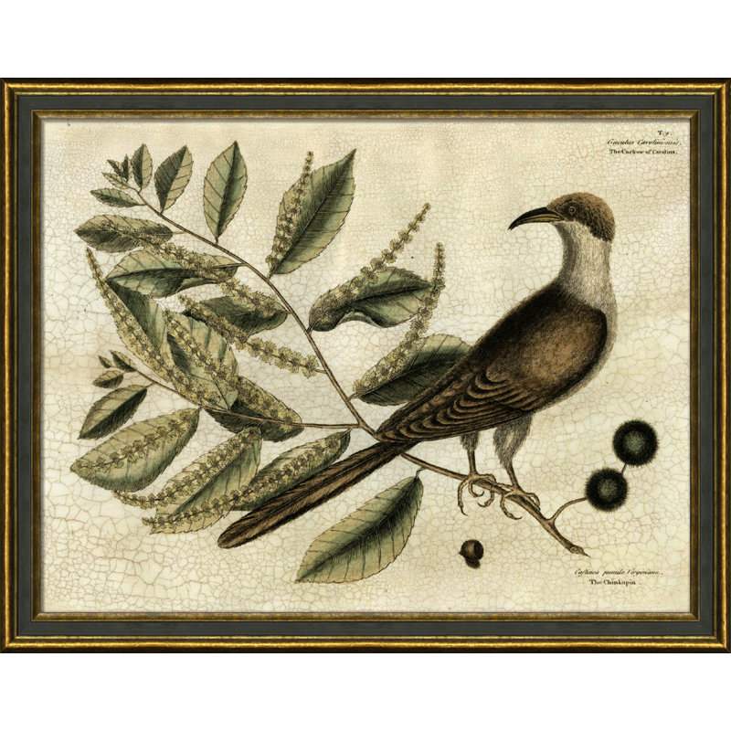 Coucou de la Caroline - Peinture encadrée sur papier