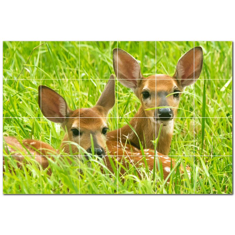 Cerf photo 6 x 6