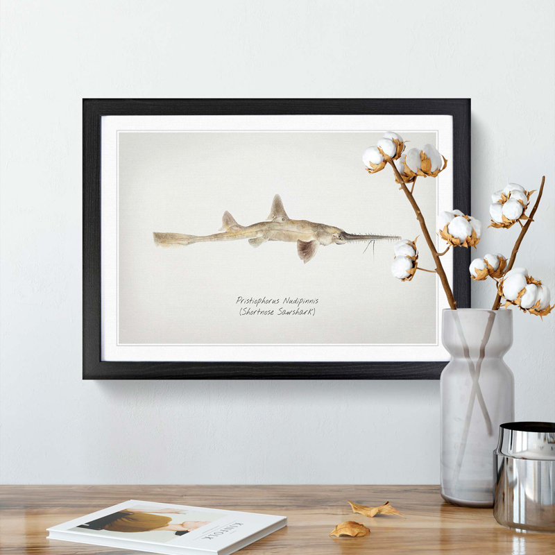 Illustration of a Shortnose Sawshark by F.E. Clarke - Picture Frame Graphic Art Print, Black Framed, 27cm H x 36cm W x 2cm D