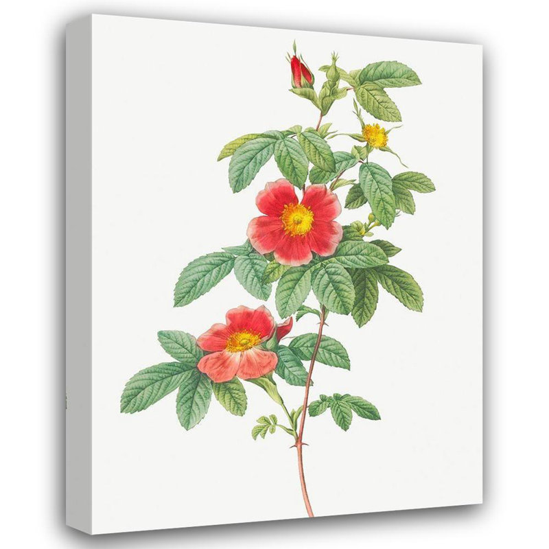 Redoute, Pierre Joseph, art sur toile: Rosa majalis, rose simple, Rosa Cinnamomea flore simplici