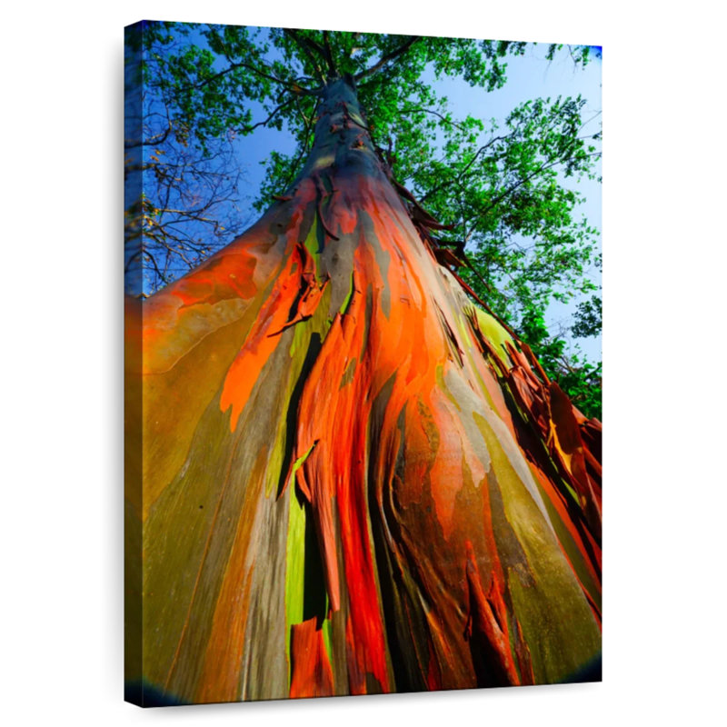 Eucalyptus arc-en-ciel, H 45 po x l 30 po