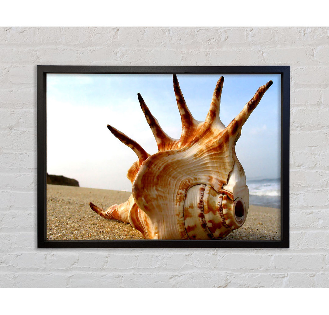 Gerahmter Fotodruck Whelk Shell On The Beach