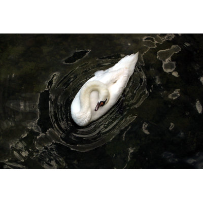 Sagefield Sleeping Swan - Wrapped Canvas Print