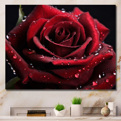 " Red Rose With Raindrops II "