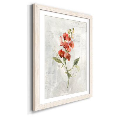 " Linen Sweet Pea "