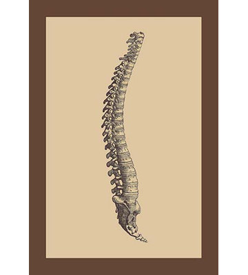 « backbone » par andreas vesalius, impression encadrée