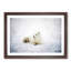 Resting Arctic Fox - Framed Print-56758842-56758847