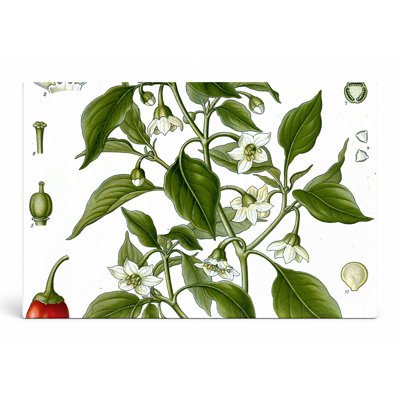 Capsicum annUM (1887) - Art mural sur toile paysage