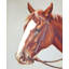 Stallion In Saddle Print