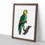 A Turquoise-Fronted Parrot by F. Levaillant - Framed Print-55457364-55457365