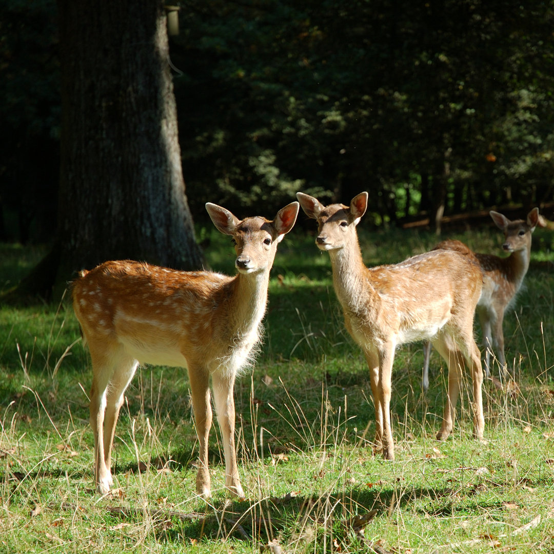 Zwei junge Rehe in einem Wald von EdeWolf - Leinwandbild