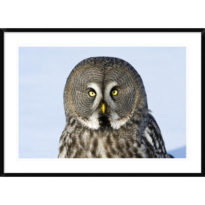 " Great Gray Owl Flying, Finland "