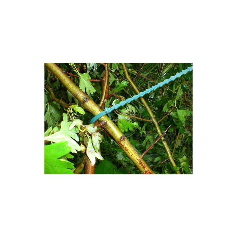 Dakota Fields Plant Tie Flowers