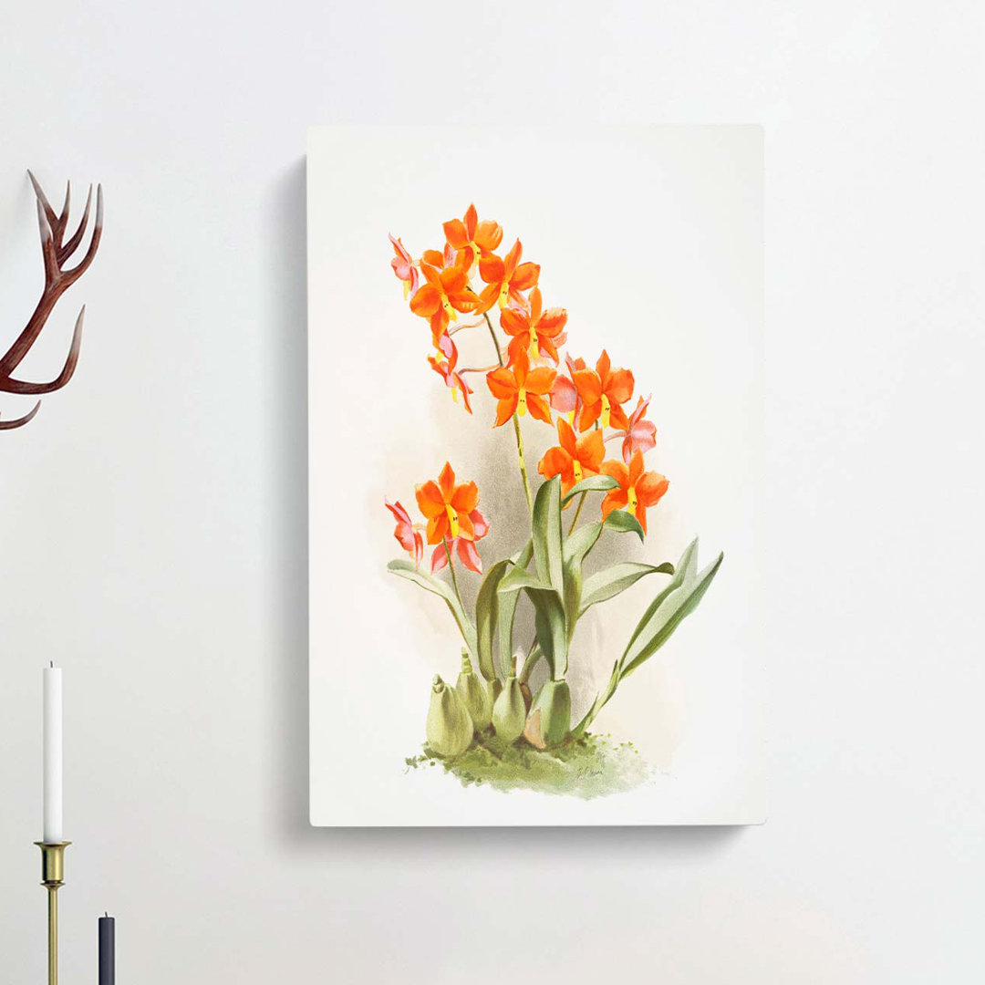 Magnolia Flowers Illustration Tab.47 by Frederick Sander - Wrapped Canvas Graphic Art Print