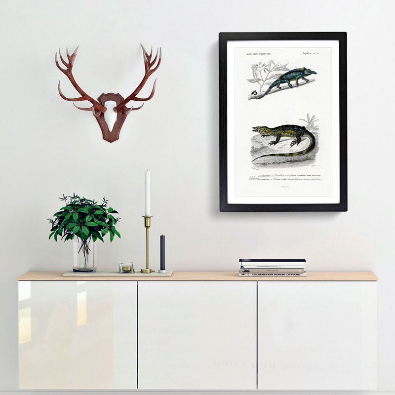 Chameleon Illustrations PL. 4 by Charles D' Orbigny - Picture Frame Painting Print, Black Framed, 36cm H x 27cm W x 2cm D