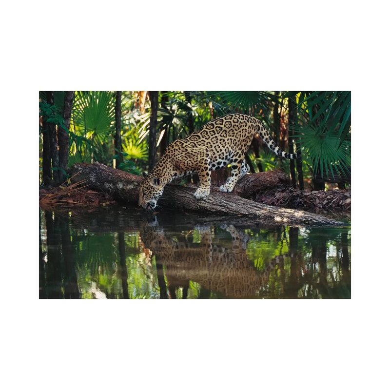 Jaguar Drinking, Belize Zoo, Belize by Gerry Ellis - Wrapped Canvas Print, 20.32 cm H x 30.48 cm W