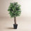 72'' Faux Tree in Wicker/Rattan Basket