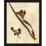Pressed Botanical 21 Print