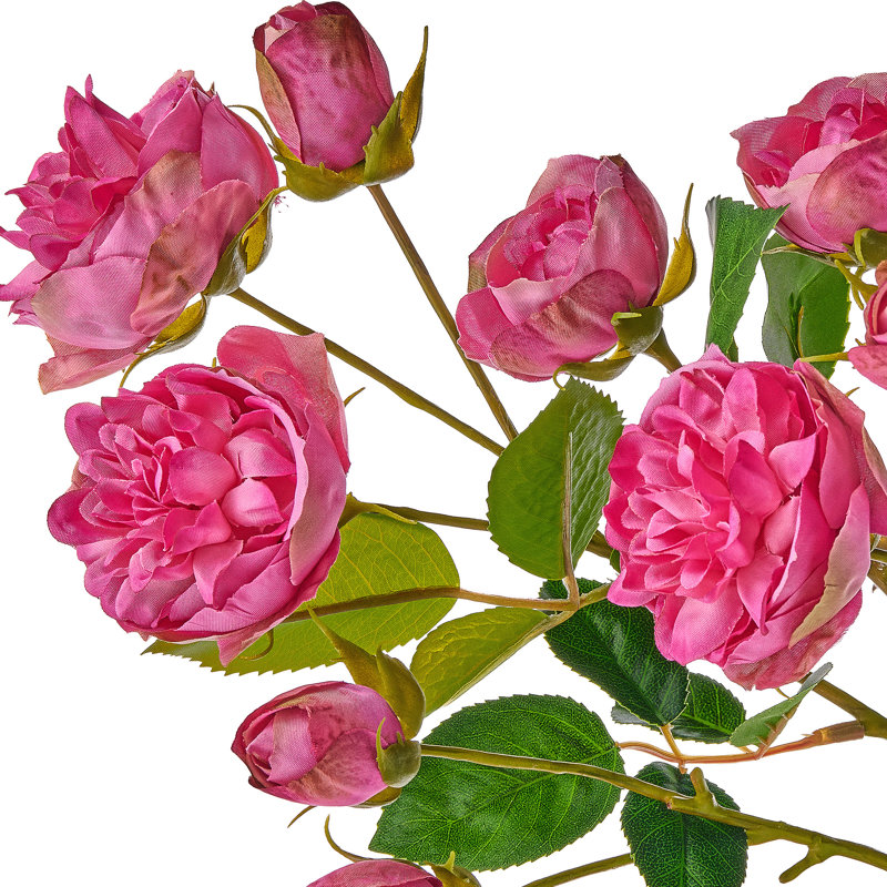 Tige de rose 25 po Ramblin , Rose
