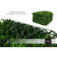 Feuillage vert Holly artificiel protégé contre les rayons UV pour la décoration extérieure (ensemble de 2)