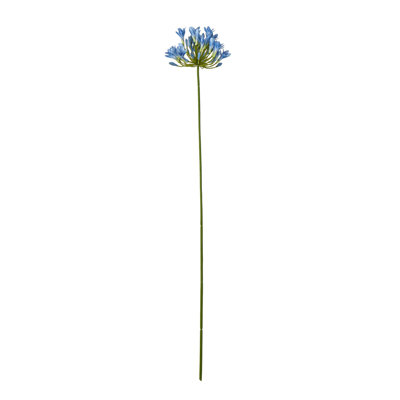 Anastasija Arrangement