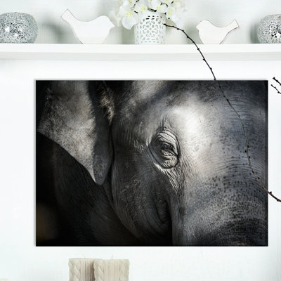 " Elephant Close Up "