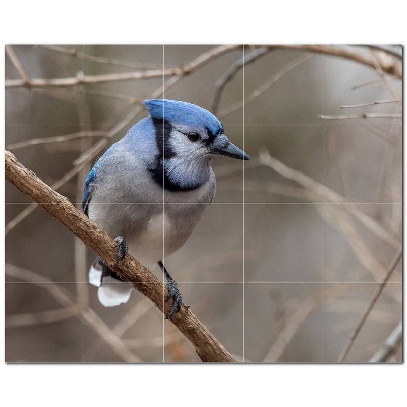 Photo d'oiseau 12 x 12