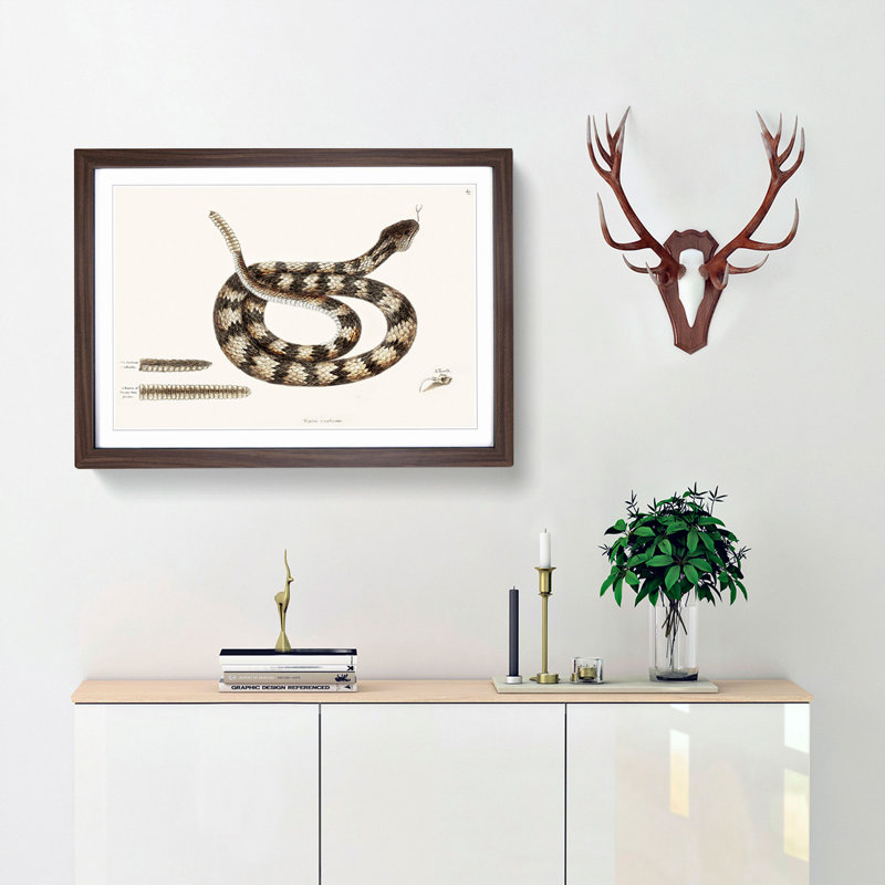 Rattlesnake by Mark Catesby - Picture Frame Painting Print, 36cm H x 48cm W x 2cm D, Walnut Framed