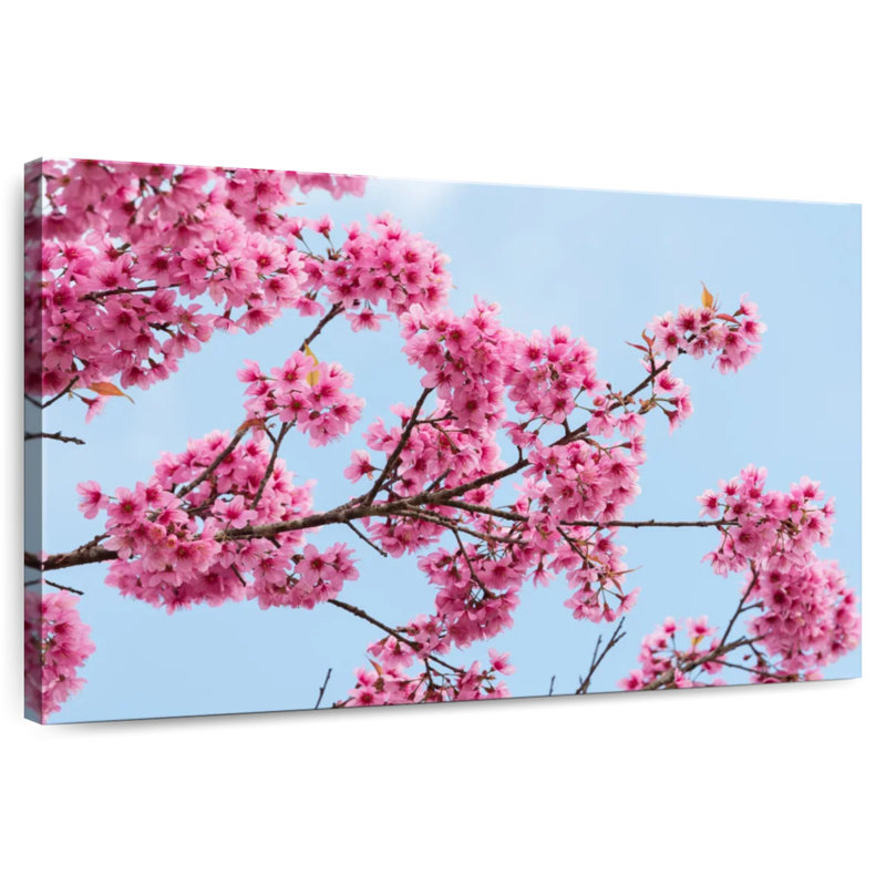 Harnek Himalayan Sakura, H 26 po x l 39 po