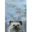 What Up Raccoon by Julia Posokhova - Wrapped Canvas Painting-297599064