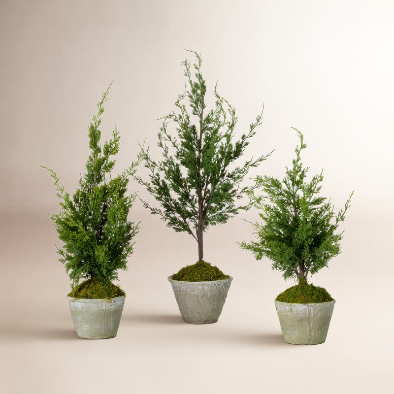Faux cèdre Simms en pot de ciment
